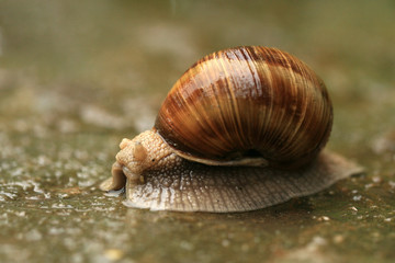 Helix pomatia on the pavement during rain