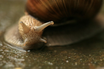 Helix pomatia on the pavement during rain