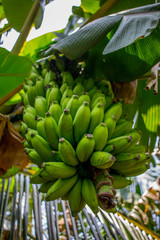 Bananenstaude - 205222250