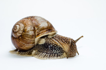  Roman snail on white background.