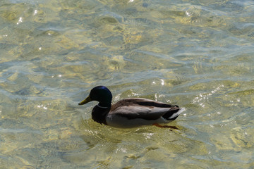 Erpel auf klarem Wasser