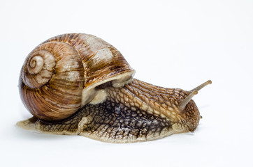  Roman snail on white background.