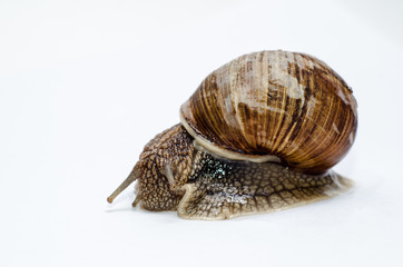  Roman snail on white background.