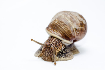  Roman snail on white background.