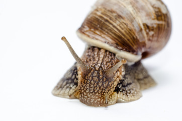  Roman snail on white background.