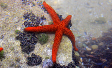 Mediterranean Red sea star (Echinaster sepositus) 