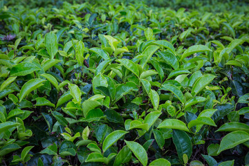 Tea plantation