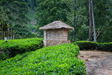 Tea plantation