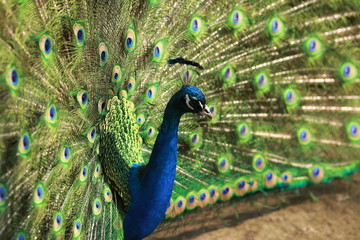 Obraz premium Peacock in ZOO