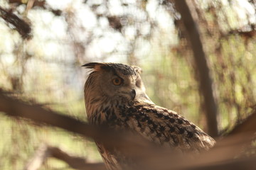 Owl in ZOO