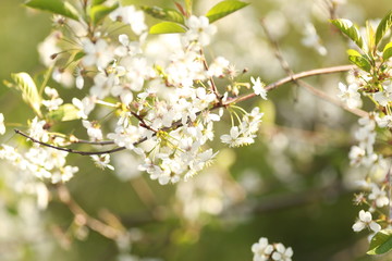 spring cherry