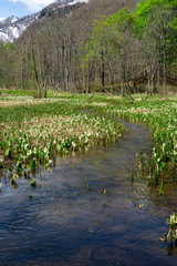 春の奥裾花自然園