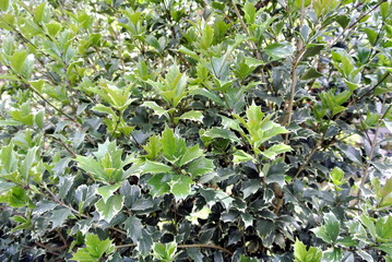 beautiful holly tree