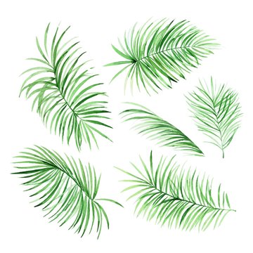 Watercolor palm leaves on white background in vector. Tropical elements for your design.
