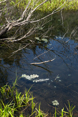 サンショウウオの卵