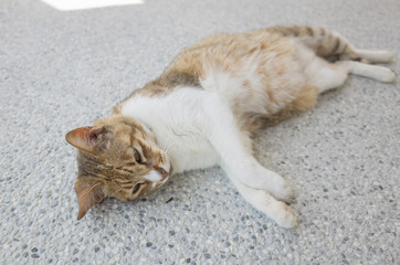 cat sleep on the ground