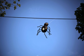 Kreuzspinne © eucalyptusrosemary