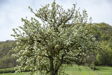 paysages, campagnes, aveyron, printemps