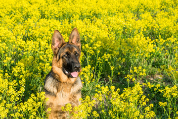 Dog, German shepherd sitting on the field with yellow flowers