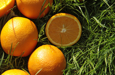 oranges on green grass