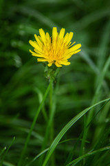 sow thistle