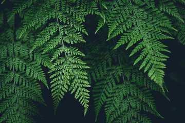 Fototapeta na wymiar Green Fern Leaves dark nature background