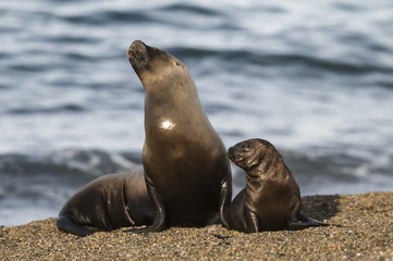 Fototapeta premium Mother and baby sea lion, Patagonia
