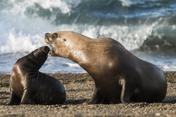 Mother and baby sea lion, Patagonia