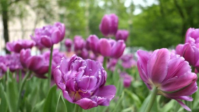 Purple Double Late Tulips Flower In Spring Day