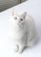 cat on white background