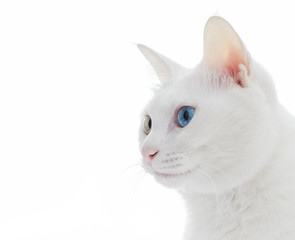 cat on white background