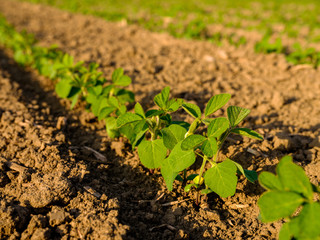 Green ripening soybean field, agricultural landscape