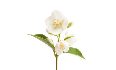 Fototapeta na wymiar jasmine flower isolated