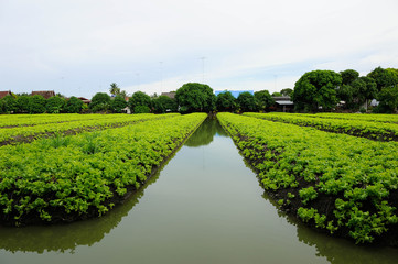 Vegetable plots filled with green lettuce,Fresh green vegetables and water beside,Lettuce...