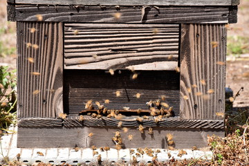蜜蜂の巣箱