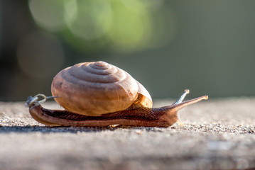Snails are traveling in the morning.