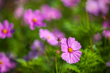 Cosmos flower in the green fields.