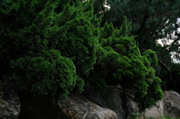 Background with green pine on narure rock ,Fresh green pine leaves, Refreshing green background