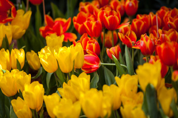Tulips in the garden at the morning.