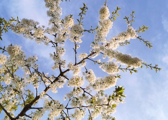 Kirschblüten