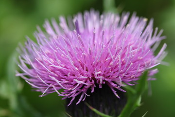 満開のアザミの花