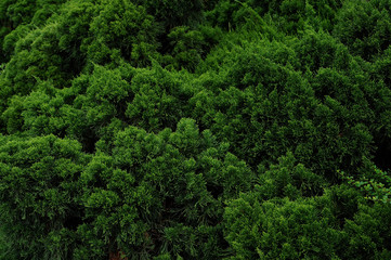 Fototapeta na wymiar Background with green pine,Fresh green pine leaves, Refreshing green background