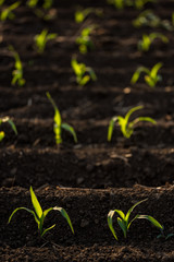 Green corn maize plants on a field. Agricultural landscape