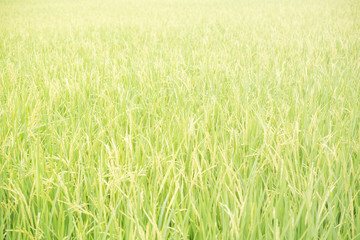 Green Rice Field