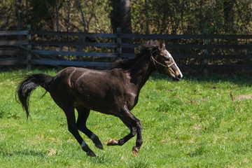 Horse Galloping