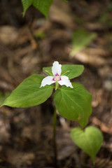 White Trillium