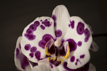orchid flower, close-up