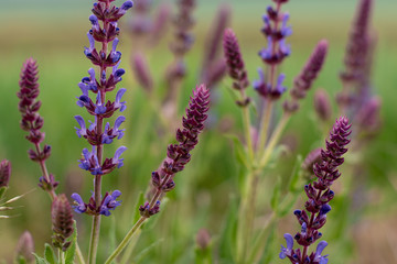Purple flowera