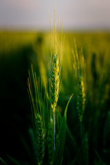 Fototapeta premium Green wheat field, agricultural landscape.