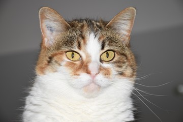 Chat